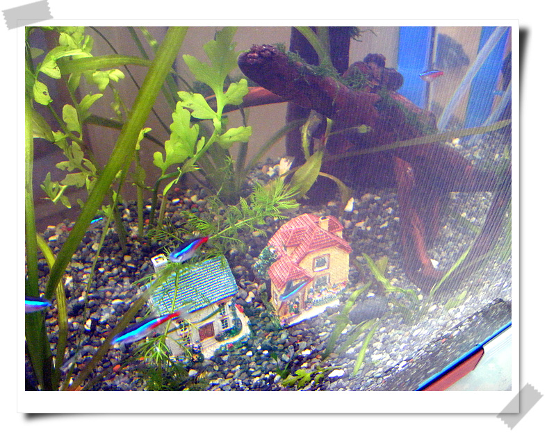 fishbowl11.jpg