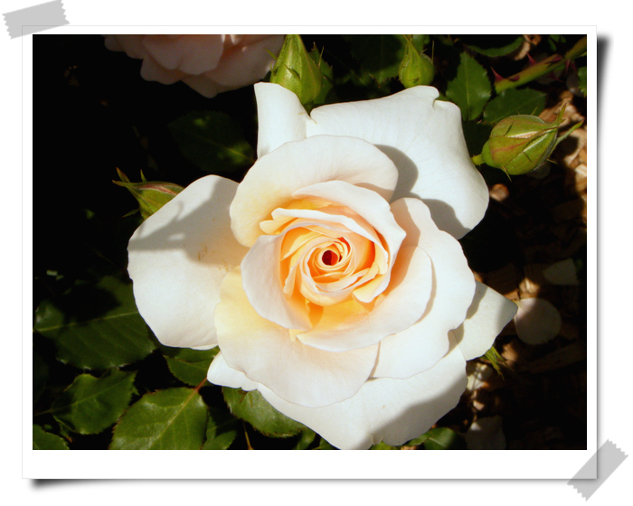 rose 8.jpg